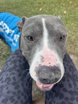 Rescue American Staffordshire Terrier and Mixed Breed Dogs for Adoption in North Charleston, South Carolina - 88430a Lucky | PetCurious