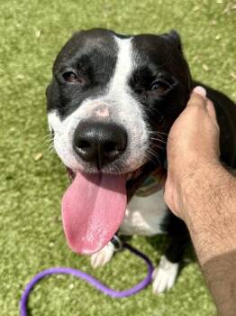Mixed Breed Dogs Available for Adoption in Wichita, Kansas - Stella Bella | PetCurious