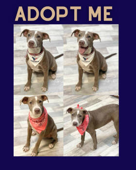 Rescue Pit Bull Terrier Dogs for Adoption in Boulder, Colorado - Fern | PetCurious