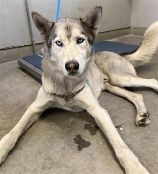 Siberian Husky Dogs Available for Adoption in Camarillo, California - SNOW | PetCurious