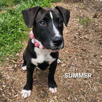 Black Labrador Retriever and Pit Bull Terrier Dogs Available for Adoption in Madisonville, Tennessee - Summer | PetCurious