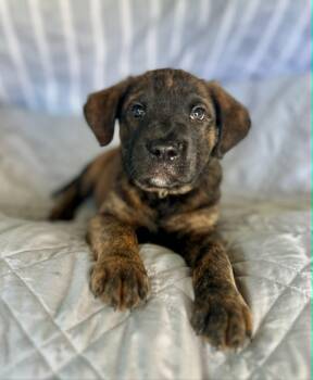 American Staffordshire Terrier and Redbone Coonhound Dogs Available for Adoption in Gulfport, Mississippi - Zuri | PetCurious