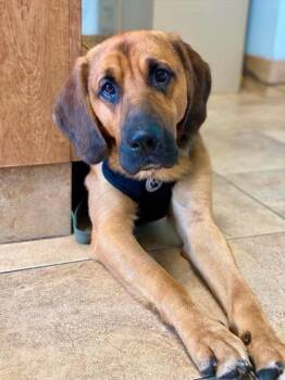 Donnie -  Mixed Breed Dog for Adoption in Munster, Indiana - Donnie | PetCurious