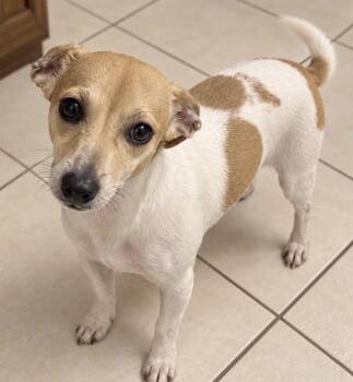 noodle -  Chihuahua and Dachshund Dog for Adoption in Southlake, Texas - Noodle | PetCurious