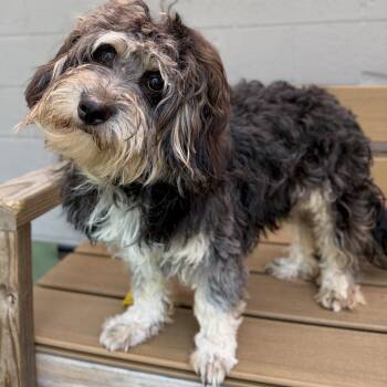 Black Bear -  Maltese Dog for Adoption in Fullerton, Pennsylvania - Black Bear | PetCurious