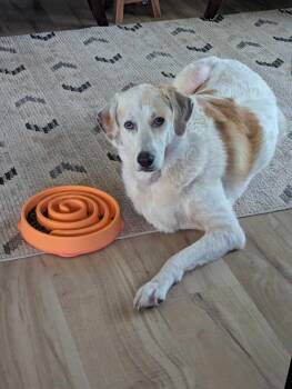 Rescue Great Pyrenees Dogs for Adoption in Bountiful, Utah - Perdita | PetCurious
