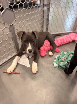 Zak -  Mixed Breed Dog for Adoption in Madison, Wisconsin - Zak | PetCurious
