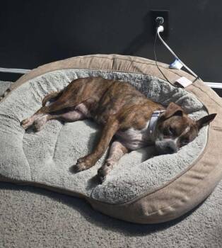 Rescue Terrier Dogs for Adoption in Raleigh, North Carolina - Lady | PetCurious