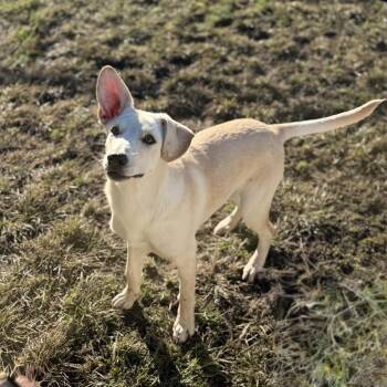 Rally -  German Shepherd Dog and Labrador Retriever Dog for Adoption in Amarillo, Texas - Rally | PetCurious