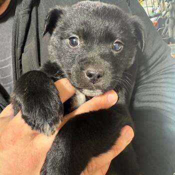 Mixed Breed Dogs Available for Adoption - Trek | PetCurious