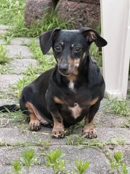 Stan -  Dachshund Dog for Adoption in Cookeville, Tennessee - Stan | PetCurious