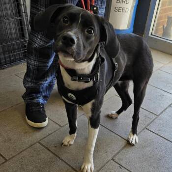 Mixed Breed Dogs Available for Adoption in Huntington, West Virginia - Tokyo Stray Hold 5/17 | PetCurious
