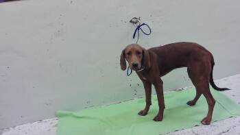 MELY -  Redbone Coonhound and Mixed Breed Dog for Adoption in Houston, Texas - MELY | PetCurious