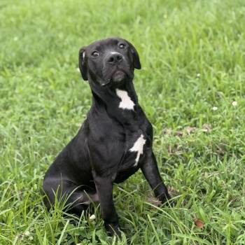Junior -  Pit Bull Terrier Dog for Adoption in Ridgely, Maryland - Junior | PetCurious