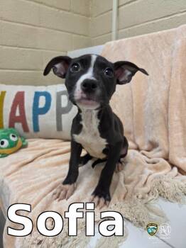 Sofia -  Pit Bull Terrier Dog for Adoption in Rocky Mount, North Carolina - Sofia | PetCurious
