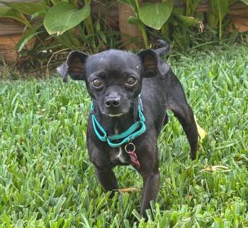 Tiny Tim -  Chihuahua Dog for Adoption in Houston, Texas - Tiny Tim | PetCurious