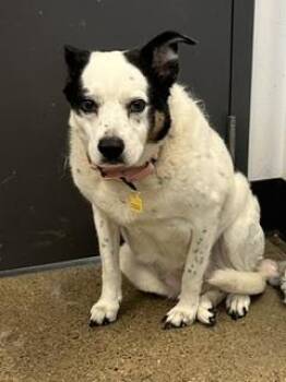 Denise -  Terrier Dog for Adoption in Cleveland, Ohio - Denise | PetCurious