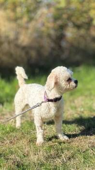 Biscuit -  Bichon Frise and Shih Tzu Dog for Adoption in Seattle, Washington - Biscuit | PetCurious