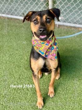 HAROLD -  Shepherd Dog for Adoption in Marietta, Georgia - HAROLD | PetCurious