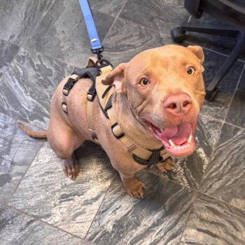 Cookie 2 -  Terrier Dog for Adoption in Clearwater, Florida - Cookie 2 | PetCurious