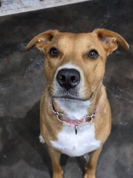 Olga -  Pit Bull Terrier Dog for Adoption in Shawnee, Oklahoma - Olga | PetCurious