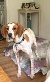 Jenna -  English Pointer Dog for Adoption in Marion, Massachusetts - Jenna | PetCurious