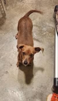Cleo -  Chihuahua and Dachshund Dog for Adoption in Douglasville, Georgia - Cleo | PetCurious