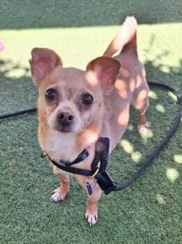 PEDRO (FENDI) -  Chihuahua Dog for Adoption in Woodland, California - PEDRO (FENDI) | PetCurious