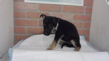 FARRAH -  German Shepherd Dog and Mixed Breed Dog for Adoption in Houston, Texas - FARRAH | PetCurious