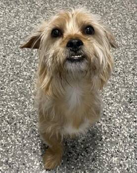 RUSSELL -  Yorkshire Terrier Dog Available for Adoption - RUSSELL | PetCurious