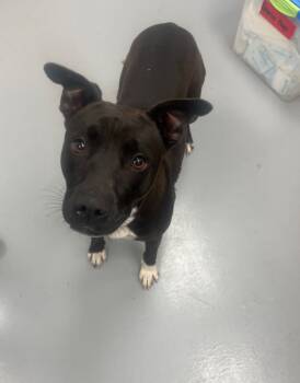 Rescue Terrier Dogs for Adoption in Hartsville, South Carolina - Shortstack | PetCurious