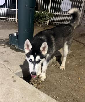 Glee Klee Kai -  Husky Dog for Adoption in Manhattan Beach, California - Glee Klee Kai | PetCurious