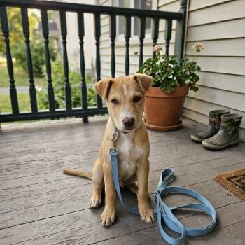 Winston -  Labrador Retriever and Shepherd Dog for Adoption in Salisbury, Maryland - Winston | PetCurious