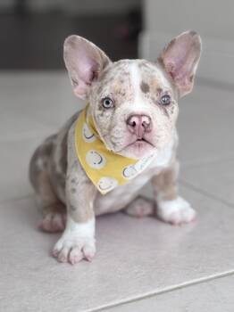 Telly -  American Bully Dog for Adoption - Telly | PetCurious