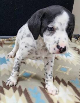 Dalmatian Dogs Available for Adoption in Neillsville, Wisconsin - Lucky | PetCurious