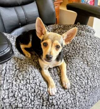 Jasmine -  Chihuahua and Dachshund Dog for Adoption in Evergreen, Colorado - Jasmine | PetCurious