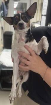 Coco Athens -  Chihuahua Dog for Adoption in Rockaway, New Jersey - Coco Athens | PetCurious