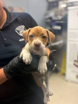 ELEANOR -  Terrier Dog for Adoption in Stockton, California - ELEANOR | PetCurious