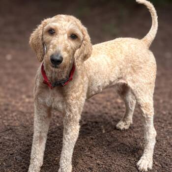 Travis -  Poodle Dog for Adoption in Boerne, Texas - Travis | PetCurious