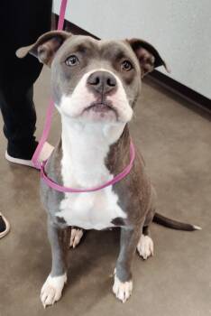 Kira -  Pit Bull Terrier Dog for Adoption in Clarksville, Tennessee - Kira | PetCurious