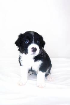 Susan Ross -  Australian Shepherd Dog for Adoption in Bixby, Oklahoma - Susan Ross | PetCurious