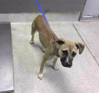 Black Mouth Cur and Mixed Breed Dogs Available for Adoption in Tallahassee, Florida - SOPHIE | PetCurious
