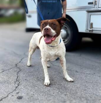 American Bulldog and Pointer Dogs Available for Adoption in San Antonio, Texas - JON BONE JOVI | PetCurious