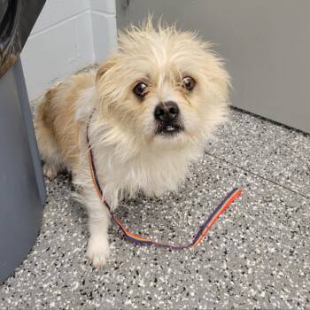 Rescue Lhasa Apso Dogs for Adoption in Parkersburg, West Virginia - Scrappy | PetCurious