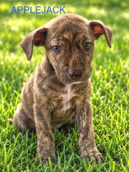 Applejack -  Pit Bull Terrier Dog for Adoption in Jefferson Hills, Pennsylvania - Applejack | PetCurious