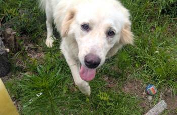 GOLDEN -  Great Pyrenees Dog for Adoption in Fosters, Alabama - GOLDEN | PetCurious