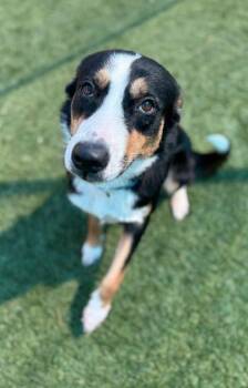 Adeline -  Bernese Mountain Dog and Mixed Breed Dog for Adoption in Morton Grove, Illinois - Adeline | PetCurious