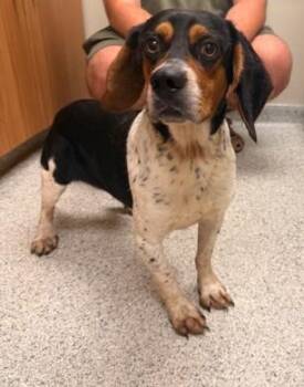 Bashful -  Beagle and Basset Hound Dog for Adoption in Valparaiso, Indiana - Bashful | PetCurious