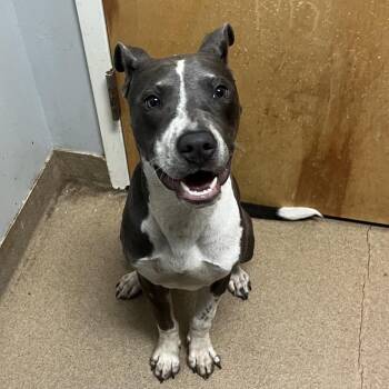 Dior -  Mixed Breed Dog for Adoption in Chattanooga, Tennessee - Dior | PetCurious