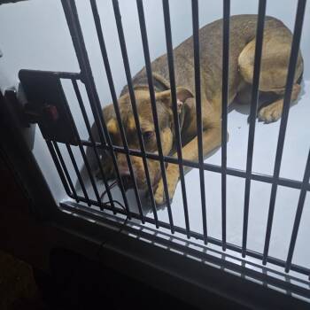Rufus -  Mixed Breed Dog for Adoption in Philadelphia, Pennsylvania - Rufus | PetCurious
